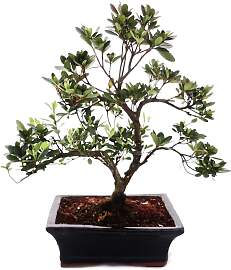 Rhododendron simsii – Azalee für den
