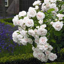 ROSEN TANTAU Bodendeckerrose Rosa hybride