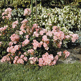 ROSEN TANTAU Bodendeckerrose Rosa hybride