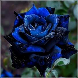 Rosen Zwiebeln, Seltene Pflanze, MysteriöSe