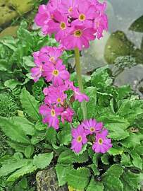 Rosenprimel - Primula rosea | Wasserpflanze |