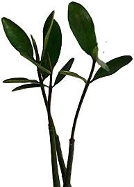 Rote Mangrove (Rhizophora mangle) Samen/Keimlinge