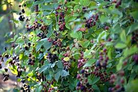 Rubus fruticosus 'Thornless Evergreen'