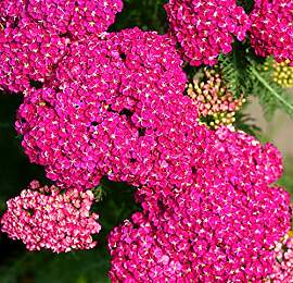 Schafgarbe Cerise Queen - Achillea millefolium -