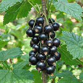 Schwarze Johannisbeere Ben Nevis - 2 Pflanzen -