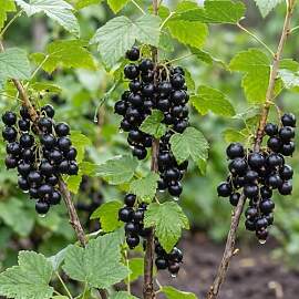 Schwarze Johannisbeere Kollektion - 3 Pflanzen -