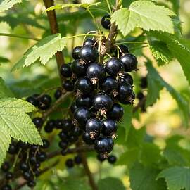 Schwarze Johannisbeere Tisel - 2 Pflanzen -