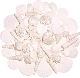 SKOOLOVE Silber-Weißes Muschel-Set, Verschiedene