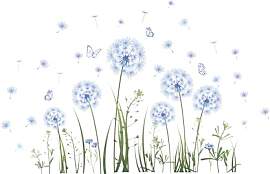 Soiftra Fensterbild Pusteblume mit Schmetterling