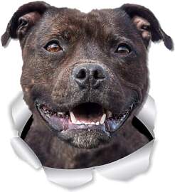Staffordshire Terrier Reflektierende Aufkleber, 3D 