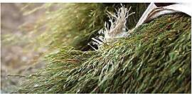 Stk - 10x Aspalathus linearis Rooibos Tee Strauch