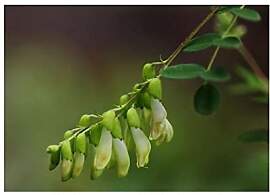 Stk - 10x Astragalus mongholicus Strauch Garten