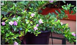 Stk - 10x Brunfelsia latifolia Strauch Garten