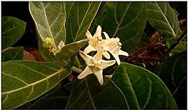 Stk - 10x Calotropis gigantea weiße Kronenblume