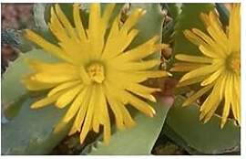 Stk - 10x Carruanthus peersii Sukkulente Blüten