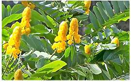 Stk - 10x Cassia alata blühend gelb Strauch