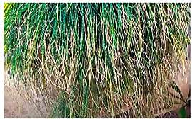 Stk - 10x Casuarina glauca Strauch Garten Pflanzen 