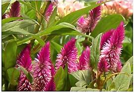 Stk - 10x Celosia argentea Fuchsschwanz Garten