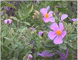 Stk - 10x Cistus albidus Strauch Garten Pflanzen - 