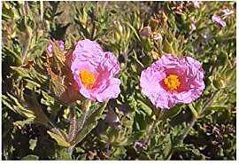 Stk - 10x Cistus crispus Strauch Garten Pflanzen - 