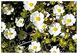 Stk - 10x Cistus monspeliensis Strauch Garten