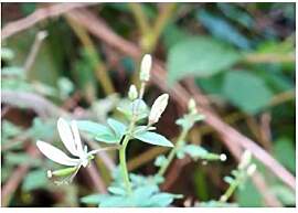 Stk - 10x Cleome serrata Strauch Garten Pflanzen - 