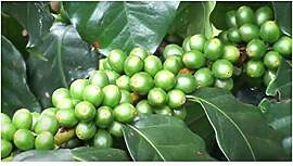 Stk - 10x Coffea arabica - Himalaya Kaffee Strauch 