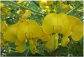 Stk - 10x Colutea arborescens Gelber Blasenstrauch 