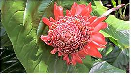 Stk - 10x Etlingera elatior Red Staude Ingwer
