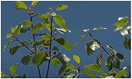 Stk - 10x Frangula alnus Faulbaum Rhamnus frangula 
