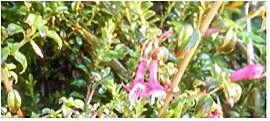 Stk - 10x Fuchsia microphylla Strauch Garten