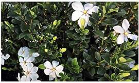 Stk - 10x Gardenia thunbergia Gardenie Strauch