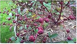 Stk - 10x Hibiscus sabdariffa Jericho Rose Strauch 