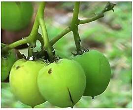 Stk - 10x Jatropha curcas Purgiernuss Strauch Baum 