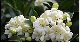 Stk - 10x Murraya paniculata Orangenraute Strauch