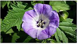 Stk - 10x Nicandra physalodes Lampionblume Strauch 