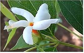 Stk - 10x Nyctanthes arbor tristis Jasmin Strauch