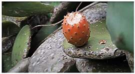 Stk - 10x Opuntia ficus indica Feigenkaktus Obst