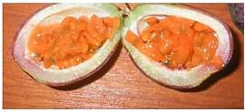 Stk - 10x Passiflora adenopoda Kletterpflanze