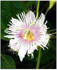 Stk - 10x Passiflora foetida var. foetida