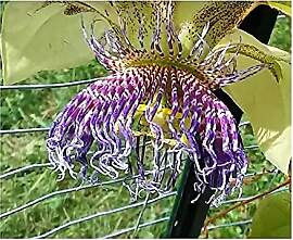 Stk - 10x Passiflora maliformis Wilde Lila