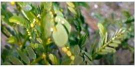 Stk - 10x Phyllanthus niruri Strauch Garten