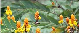 Stk - 10x Senna reticulata Cassia reticulata