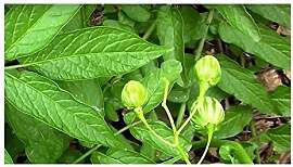 Stk - 10x Solanum caripense Tzimbalo Obst Strauch