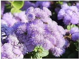 Stk - 15x Ageratum Blau houstonianum Leberbalsam