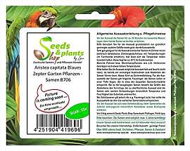 Stk - 15x Aristea capitata Blaues Zepter Garten