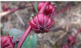 Stk - 15x Hibiscus sabdariffa Jericho Rose Strauch 