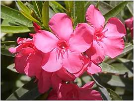 Stk - 15x Nerium oleander Rosenlorbeer Zier -