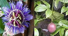 Stk - 15x Passiflora Blue caerulea Blaue