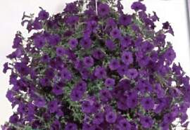 Stk - 15x Petunie F1 Wave blau Blume Saatgut